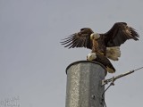 Bald Eagle (Haliaeetus leucocephalus) - Mating