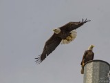 Bald Eagle (Haliaeetus leucocephalus)