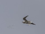A Tern Shakes in mid air after a dive for fish