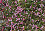 Alpine Garden 14Jun2017