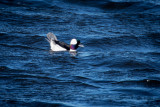 Bufflehead