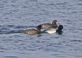 Greater Scaup