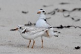 Piping plover mating dance