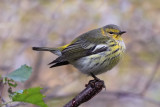 Cape May Warbler