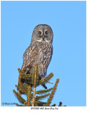 20170220 4621 SERIES - Great Gray Owl.jpg
