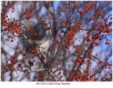 20170212 4400 Gray Squirrel.jpg