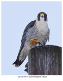 20170119-1 3229 Peregrine Falcon.jpg