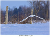 20170111 2738 Snowy Owl.jpg
