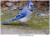 20161111 8797 Blue Jay.jpg