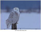 20170120 3452 Snowy Owl r1.jpg