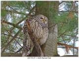20170127-1 4325 Barred Owl.jpg