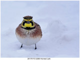 20170110 2260 Horned Lark.jpg