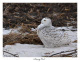 20160201-2 354 Snowy Owl.jpg
