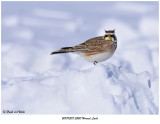 20170318 5200 Horned Lark.jpg