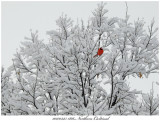 20170325 1816 Northern Cardinal.jpg