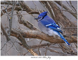 20170325 5077 Blue Jay.jpg