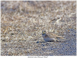 20170318 5104 Horned Lark.jpg