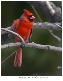 20170329 6160 Northern Cardinal.jpg