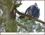20170322 5466 Wild Turkey r1.jpg