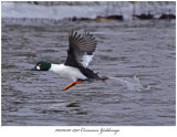 20170322 5911 Common Goldeneye c1.jpg