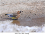 20170318 5035 Cedar Waxwing.jpg