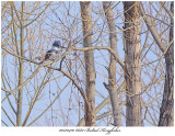 20170410 6682 Belted Kingfisher xxx.jpg