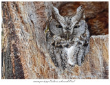 20170412 6794 Eastern Screech Ow.jpg