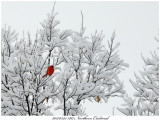 20170325 1817 Northern Cardinal.jpg