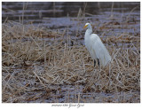 20170412 6860 Great Egret.jpg