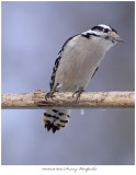 20170329 6097 Downy Woodpecker.jpg