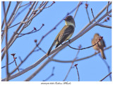 20170410 6687 Eastern Phoebe xxx.jpg