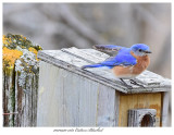 20170420 7383 SERIES - Eastern Bluebird.jpg
