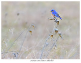 20170420 7363 Eastern Bluebird.jpg