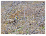 20170420 7380 Eastern Meadowlark.jpg