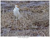 20170412 6867 Great Egret.jpg