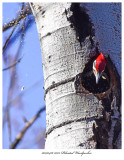 20170416 7073 Pileated Woodpecker xxx.jpg