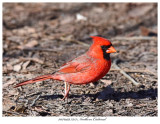 20170419 7255 Northern Cardinal.jpg