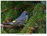 20170504 8001 Yellow-rumped Warbler.jpg