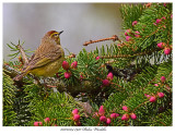 20170504 7970 Palm Warbler.jpg