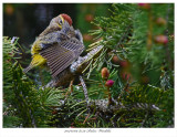 20170509 8559 Palm Warbler.jpg