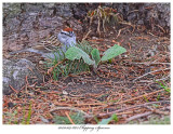 20170509 8672 Chipping Sparrow.jpg