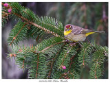 20170509 8662 Palm Warbler.jpg