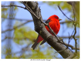 20170512 0250 Scarlet Tanager.jpg