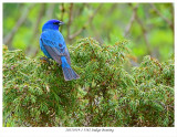 20170519-1 3582 Indigo Bunting2.jpg