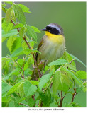 20170519-2 3054 Common Yellowthroat.jpg