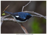 20170513 0420 Black-throated Blue Warbler.jpg