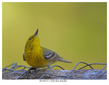 20170517-1 2392 Pine Warbler.jpg