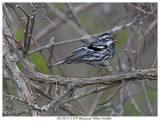 20170517-2 0793 Black and White Warbler r1r1.jpg