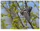 20170517-2 0702 Black and White Warbler xxx.jpg