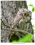 20170524 8965 Eastern Screech Owl.jpg